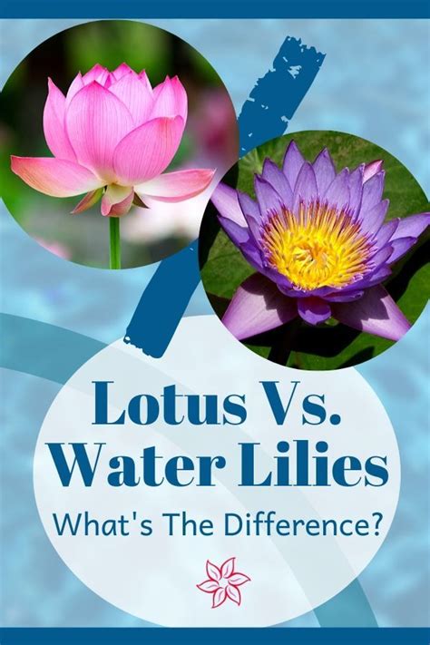 Lotus Vs Water Lilies Whats The Difference Container