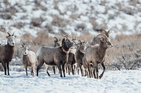 Study Finds Native Bighorn Sheep Herds Retain Migratory