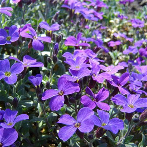 If you leave this ground cover unattended, it'll rapidly grow across your garden. 100pcs Purple Flower Aubrieta Hybrida Seeds Garden ...