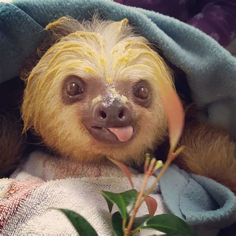 15 Unbearably Cute Sloth Pics To Celebrate The