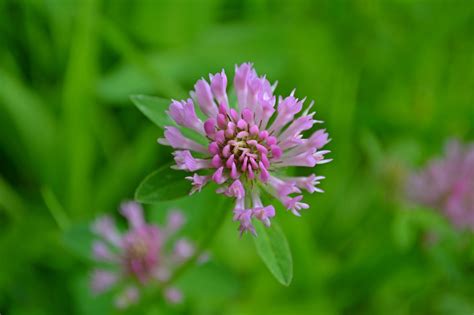 Images Gratuites La Nature Herbe Fleur Prairie Prairie Violet