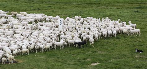Filecologne Germany Flock Of Sheep 01 Wikimedia Commons