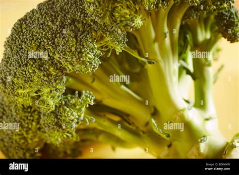 Whole Head Of Fresh Broccoli Stock Photo Alamy