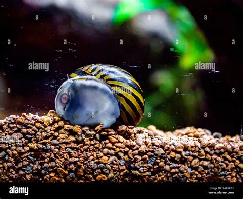Spotted Nerite Snail Neritina Natalensis Eating Algae From The Fish