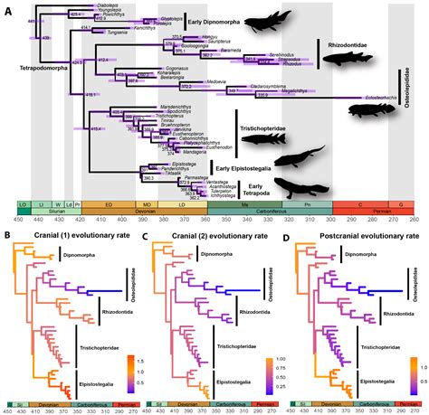 Biology Free Full Text Integrative Phylogenetics Tools For