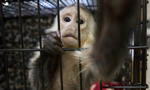 Outrage of animal welfare groups over Japanese pet shop that insists on