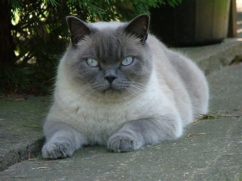 british shorthair colorpointed cat breed   cats