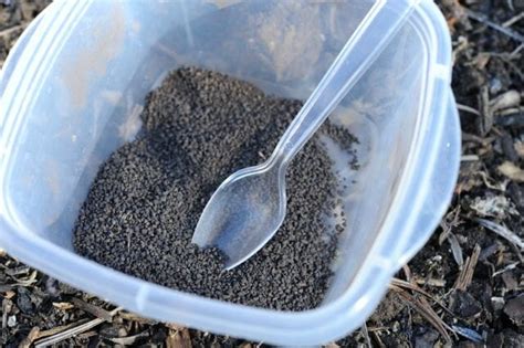 An inoculant is a highly effective form of rhizobia bacteria that, when placed in close proximity to a legume seed at planting, st. planting peas, with mendel in mind - A Way To Garden