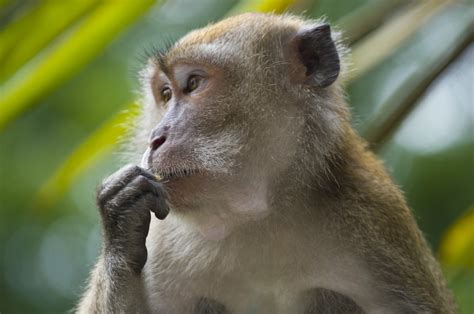 Thailand Saves 80 Macaques Monkeys From Smugglers Daily Sabah