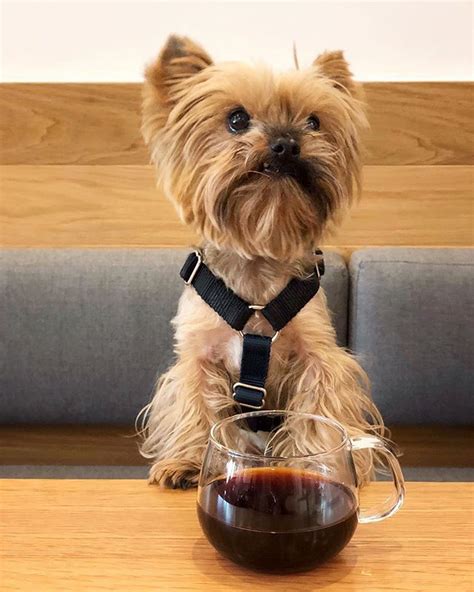 Последние твиты от early morning coffee (@earlyamcoffee). Early morning COFFEE PUPPING | Early morning coffee ...