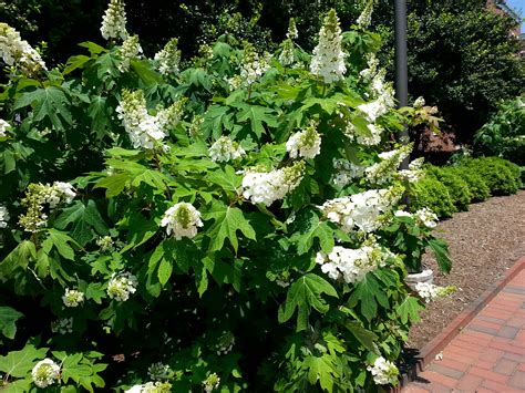 Discover 21 different flowering trees for your landscape. Shrubs | NC State Extension
