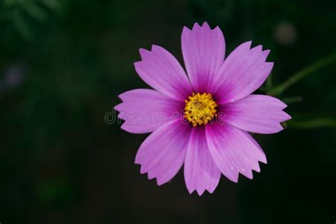 Pink Common Cosmos Flower Nature Stock Image Image Of Flora Beauty
