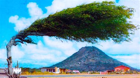 20 Most Amazing Trees In The World Youtube