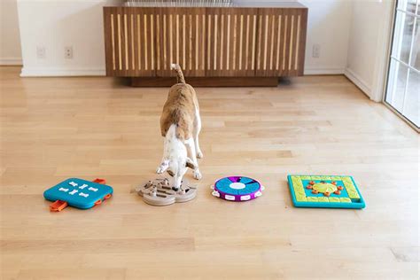 The Best Dog Enrichment Toys Diy Solutions For A Well Behaved Pup