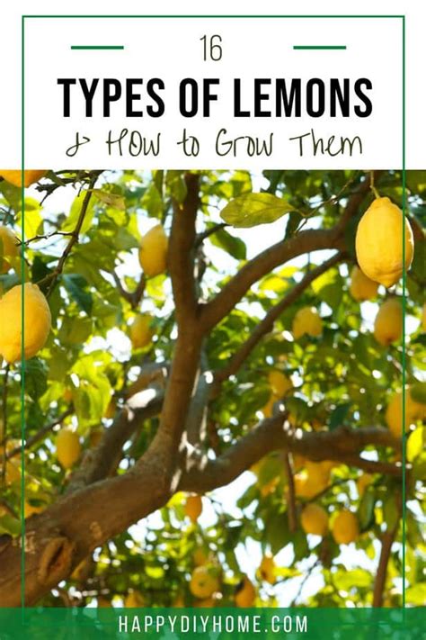 16 Types Of Lemons And How To Grow Them Happy Diy Home