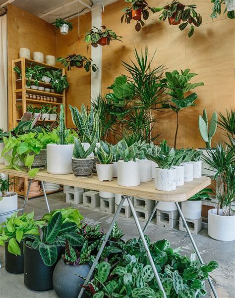 Indoor Plant Nursery Plants For T
