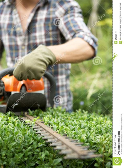 Man Trimming Hedge Stock Photo Image Of Vertical Trimmer