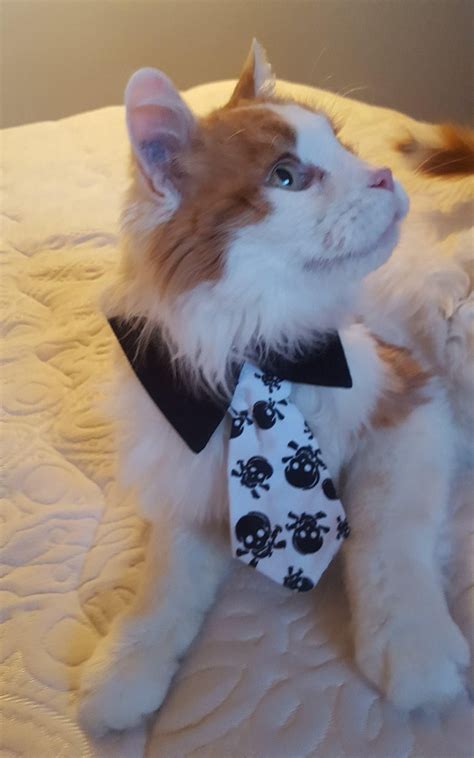 15 Year Old Cat Found Emaciated on Porch Gets Love and His ...