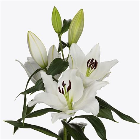 Lily Oriental Bendigo 105cm Wholesale Dutch Flowers Florist