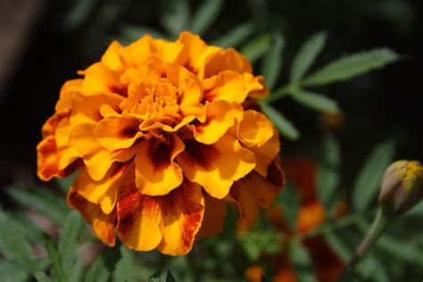 Orange Marigold Free Stock Photo Public Domain Pictures