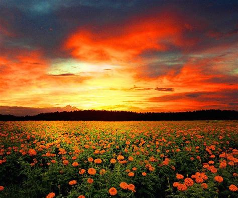 Pin By Jean Merchant On Summer Flower Field Sunset Beautiful Sunset