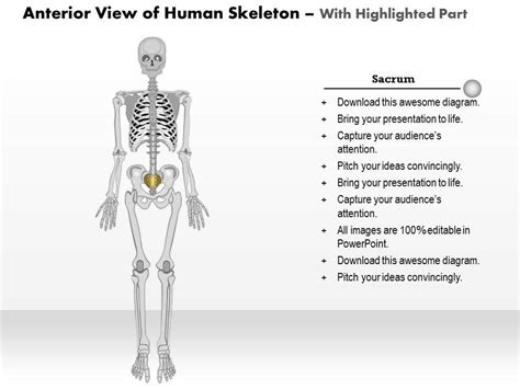 0514 Anterior View Of The Human Skeleton Medical Images For Powerpoint