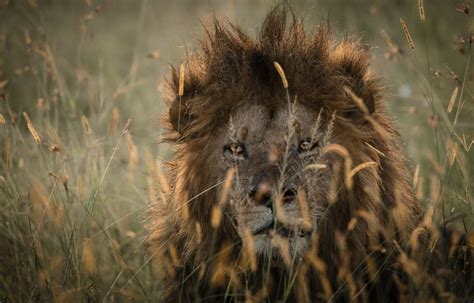 Off The Beaten Track Photographs Lions In Masai Mara Kenya Fstoppers