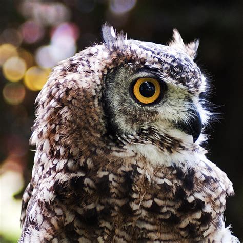 Eurasian Eagle Owl Profile Photograph By Siobhan Brennan Raymond