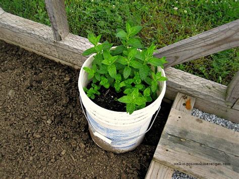 5 Easy Tips On Growing Mint In Your Garden Without Spreading