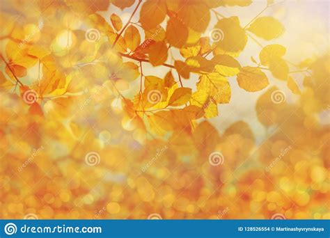 Amazing Golden Sunlight On Yellow Autumn Leaves Of Beech Tree Stock