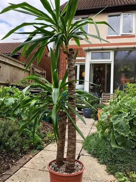 Yucca Elephantipes Spineless Yucca 150 Cms Tall House Plant In