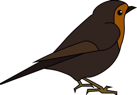 Robin Bird Nature Free Vector Graphic On Pixabay
