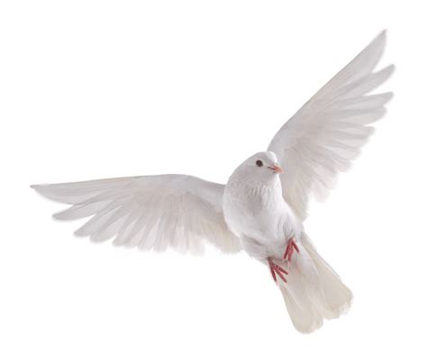 White Dove On A Transparent Background By Prussiaart On Deviantart