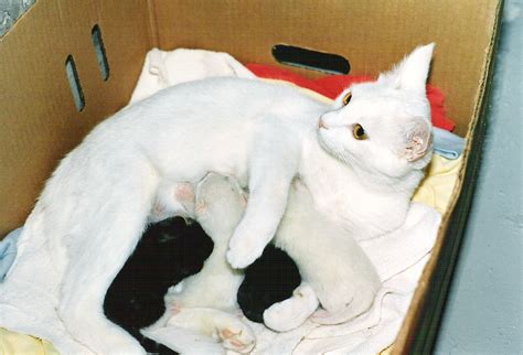 Filewhite Cat Nursing Four Kittens Hq Wikipedia