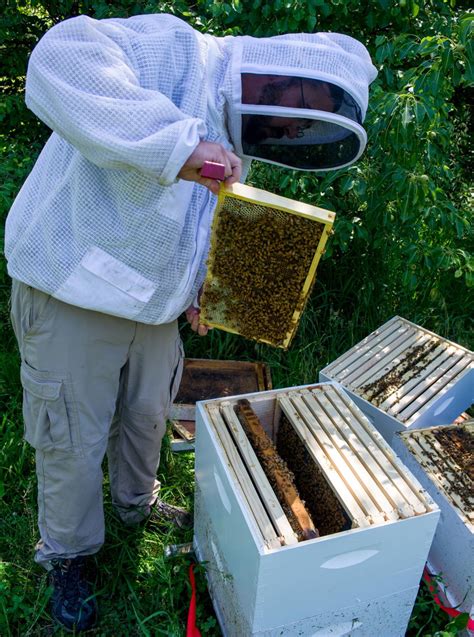 Efforts At Unl Elsewhere In Nebraska Aim To Protect Bees Agriculture