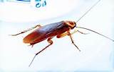 Cockroach Look Like Images