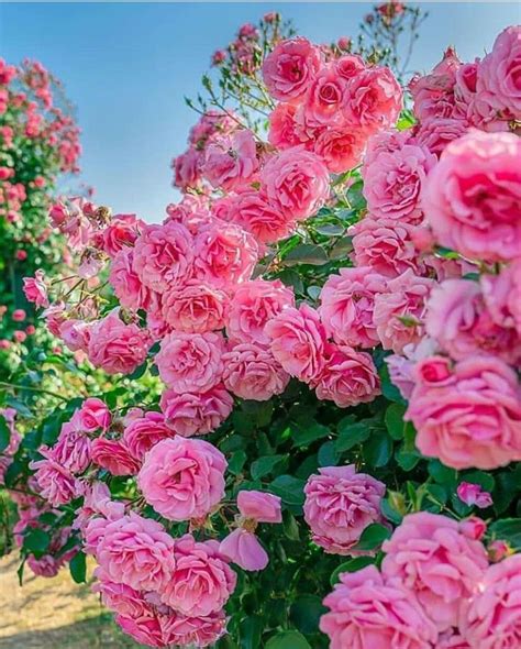Beautiful Pink Roses Love Rose Beautiful Bouquet Love Flowers