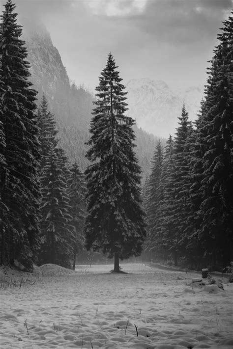 Snow Winter Black And White Landscape Mountains Nature