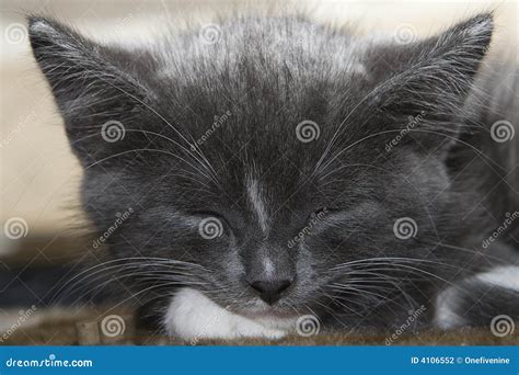 Sleeping Grey Kitten Stock Photo Image Of Whiskers Baby 4106552