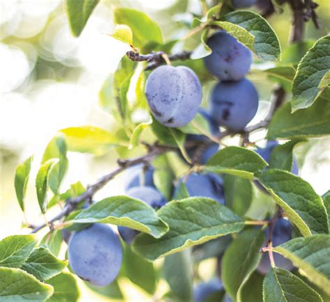 landscaping with fruit trees add beauty bounty and value central virginia home magazine