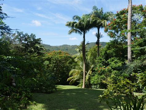The ground is covered with fallen leaves, and pink, white and blue spores can be seen overhead. Flower Forest (Saint Thomas Parish) - All You Need to Know ...