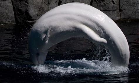 Animal Welfare Groups Criticize Vancouver Aquarium After Second Beluga