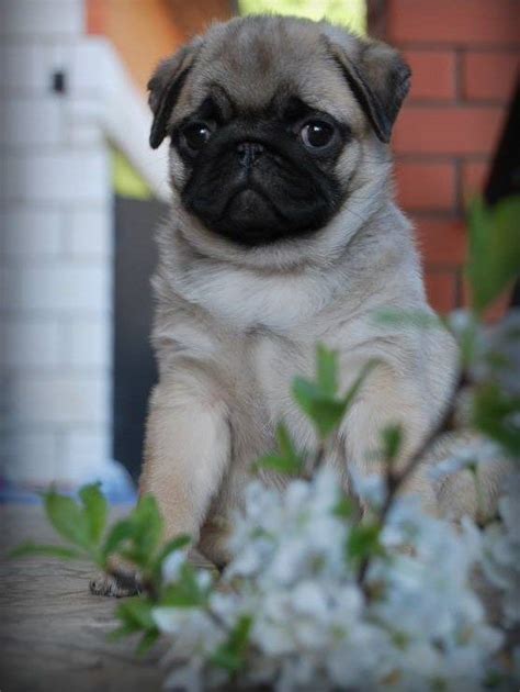 1233 Best ♥ Cute Pug Puppies ♥ Images On Pinterest Baby