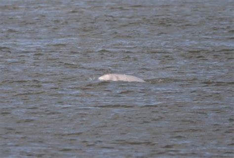 Live Updates As Benny Beluga Whale Spotted Back In The River Thames Near Tilbury Essex Live