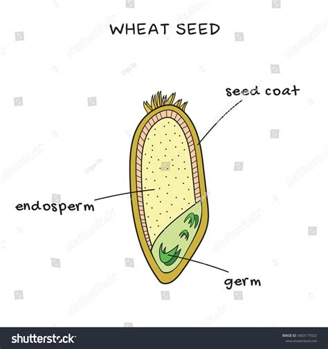 Structure Wheat Seed Grain Vector Infographics Stock Vector Royalty