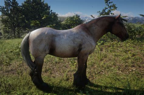 Ardennes horse is typically broad and heavy boned with muscular legs and feathery fetlocks. Ardennes | Red Dead Wiki | FANDOM powered by Wikia