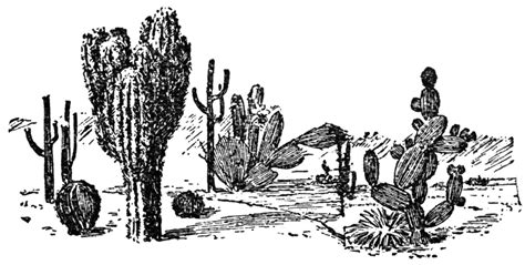 Choose from over a million free vectors, clipart graphics, vector art images, design templates, and illustrations created by artists worldwide! Cactus Plants | ClipArt ETC