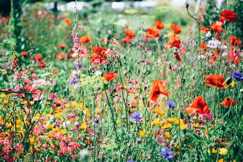 We have an extensive collection of amazing background images carefully chosen by our community. Floral Wallpapers: Free HD Download 500+ HQ | Unsplash