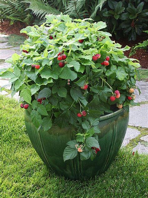 Growing your own blueberries is easy and delicious, the hardest part is just waiting for them to ripen. Growing Raspberries in Containers or Pots Successfully