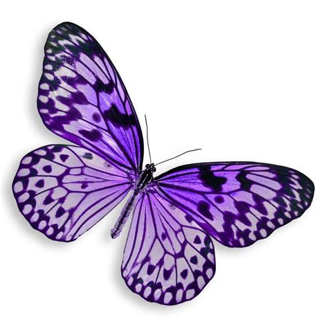 The Beautiful Symbolism And Meaning Of Purple Butterflies